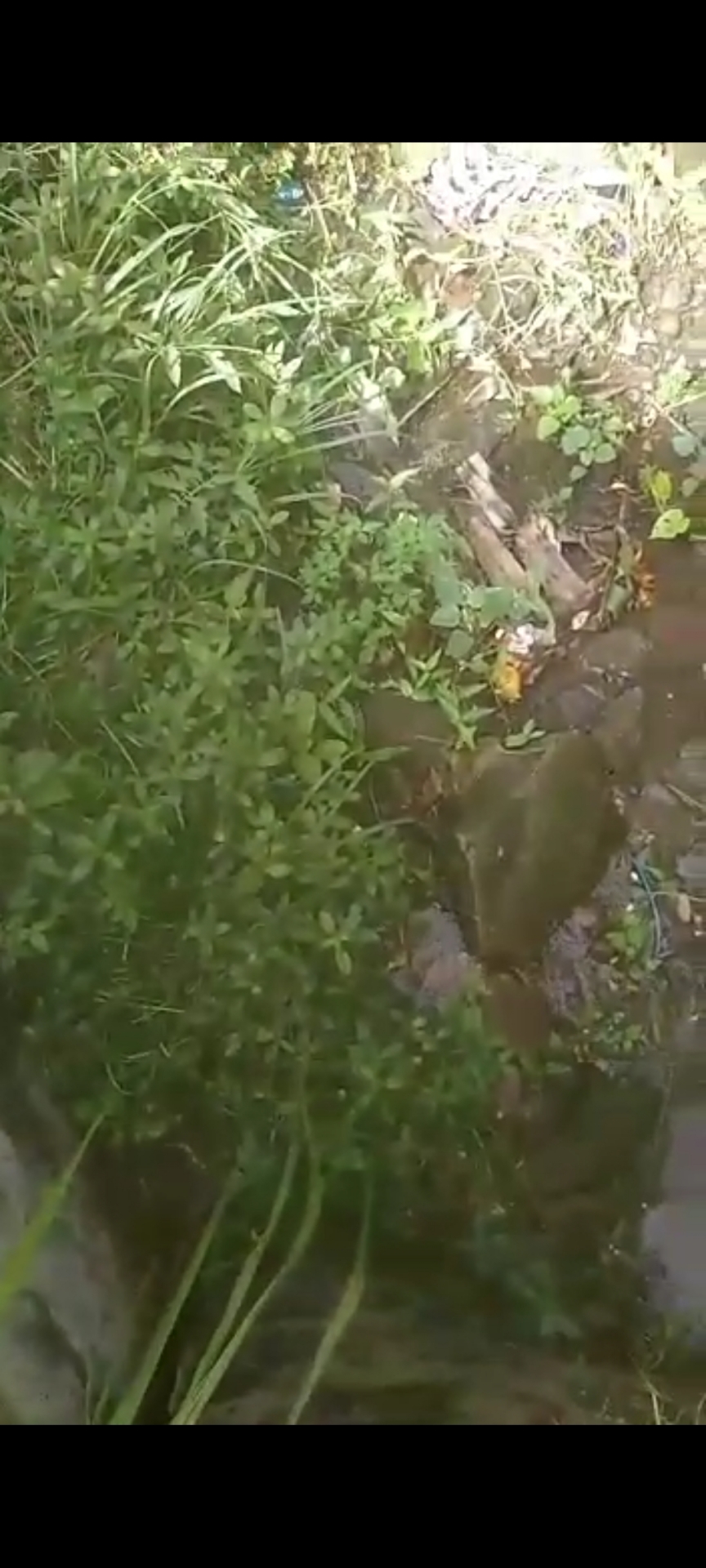 Info berita,Layanan PDAM,Kegiatan PDAM,gangguan layanan pdam,Berita PDAM,PERUMDA AMTS,PERUMDA AMTS Kabupaten Gianyar